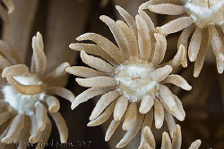Single coral polyp feeding.  Ningaloo Reef, Western Austr... by Ross Gudgeon 